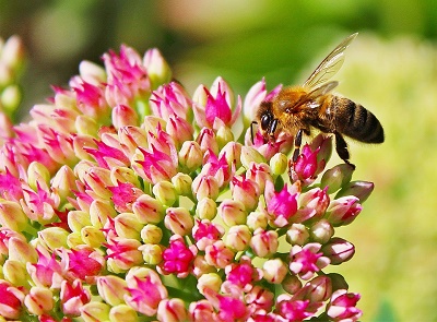 bee pollinating