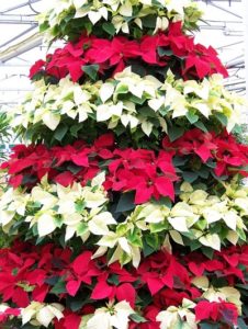 Tower of poinsettia plants