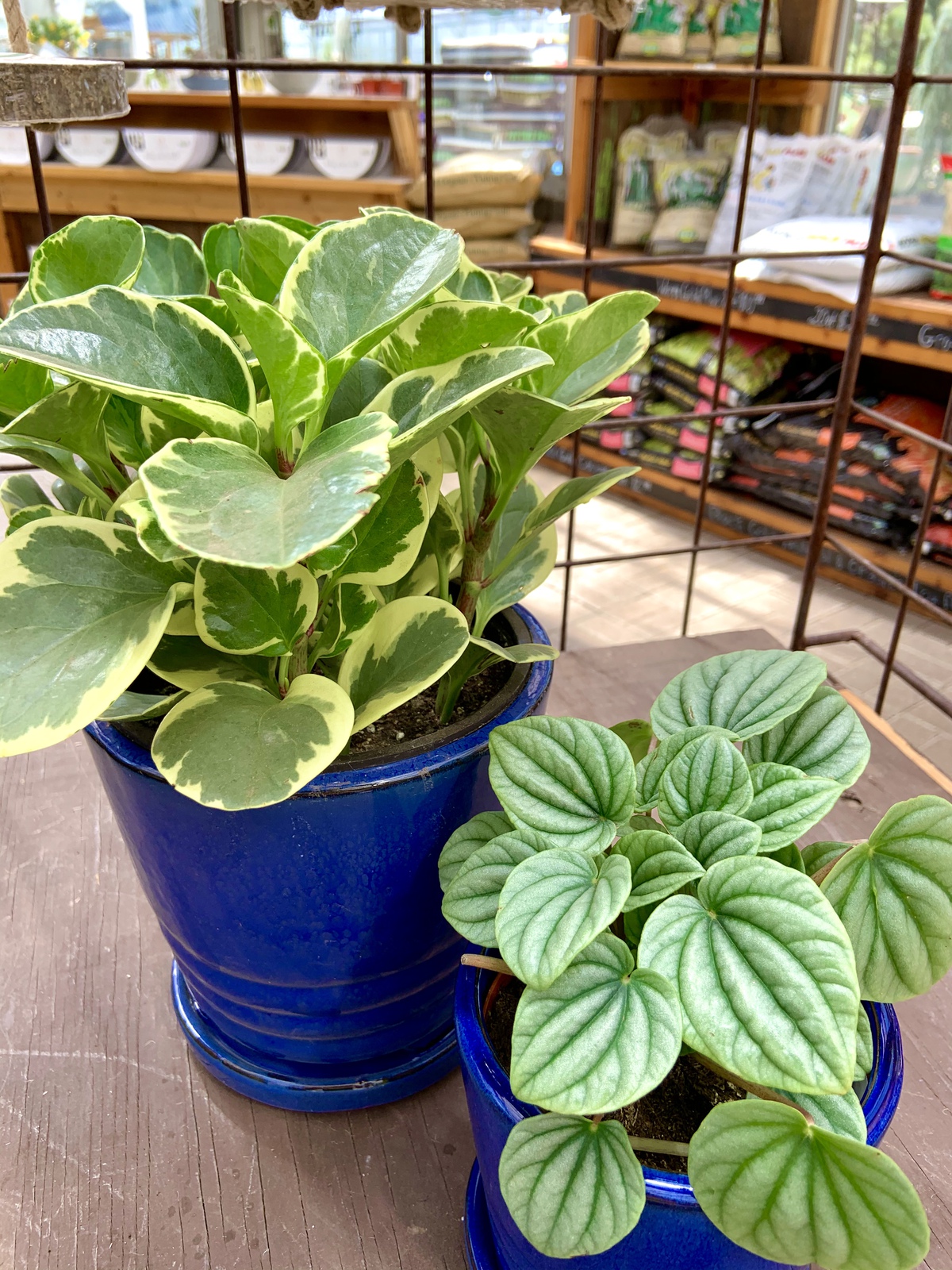 Two potted peperomia plants