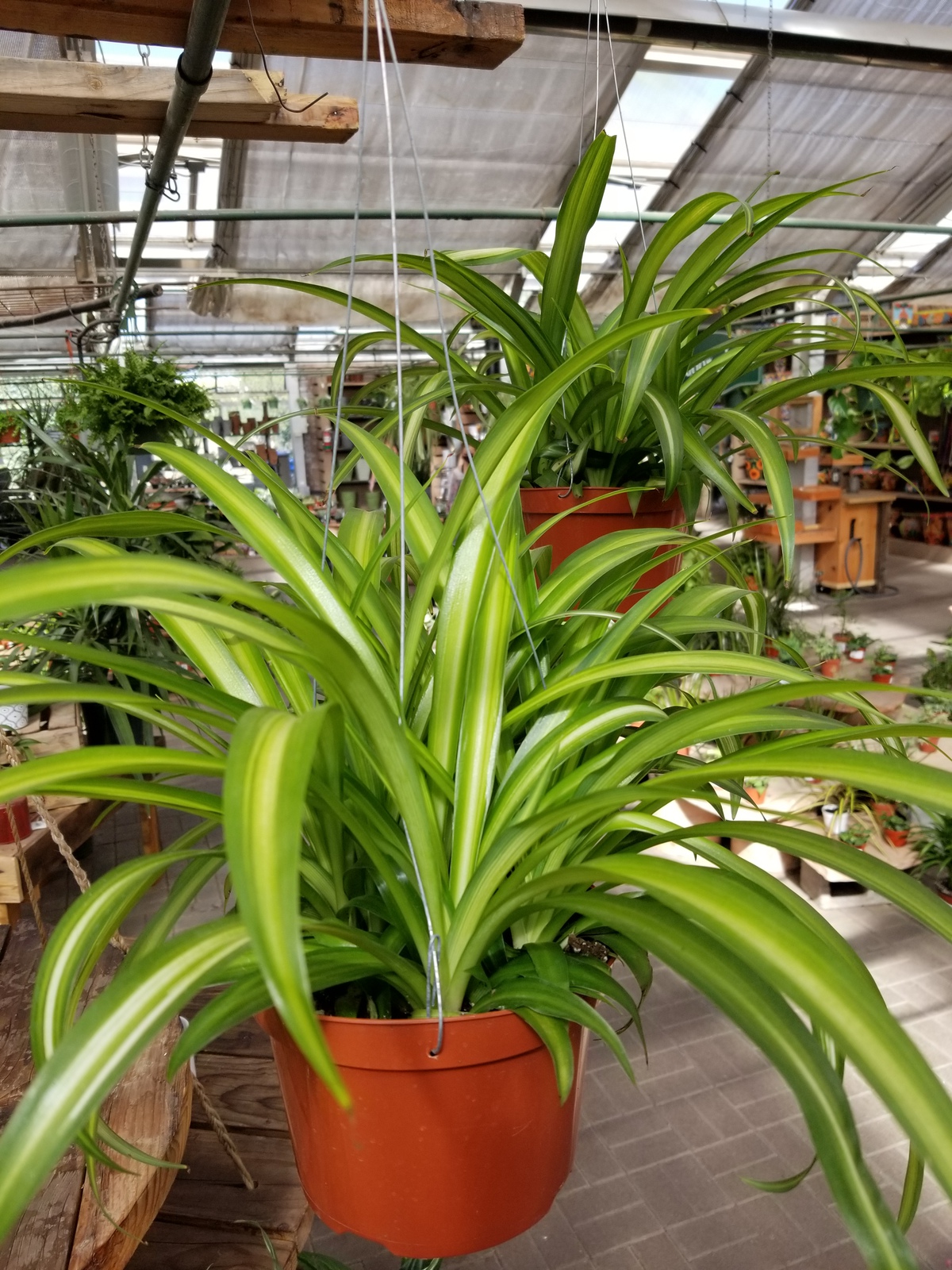 Chlorophytum comosum, Hawaiian Spider Plant