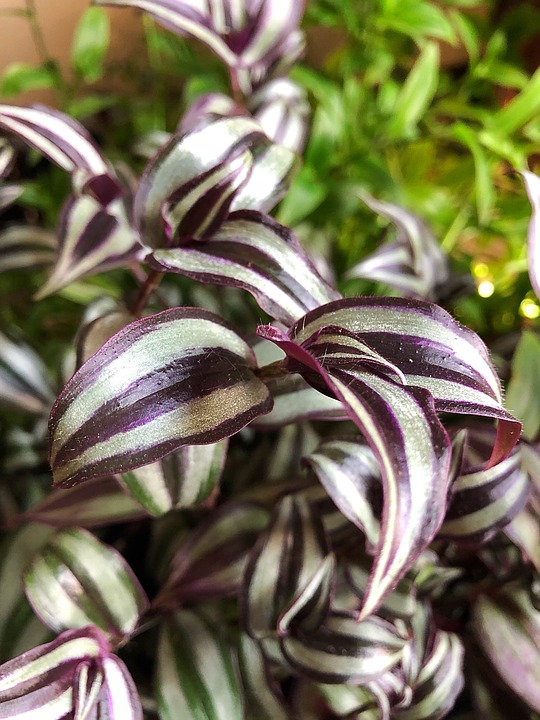 Leaves of Tradescantia houseplant, aka purple inch plant