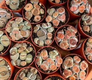 Clusters of Lithops plants