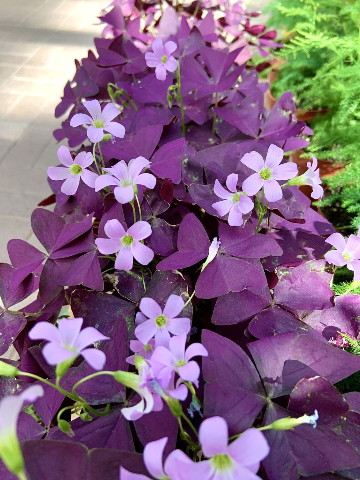 Houseplant of the Week: Oxalis or 'Shamrock' Plant - Warner Companies, Inc.