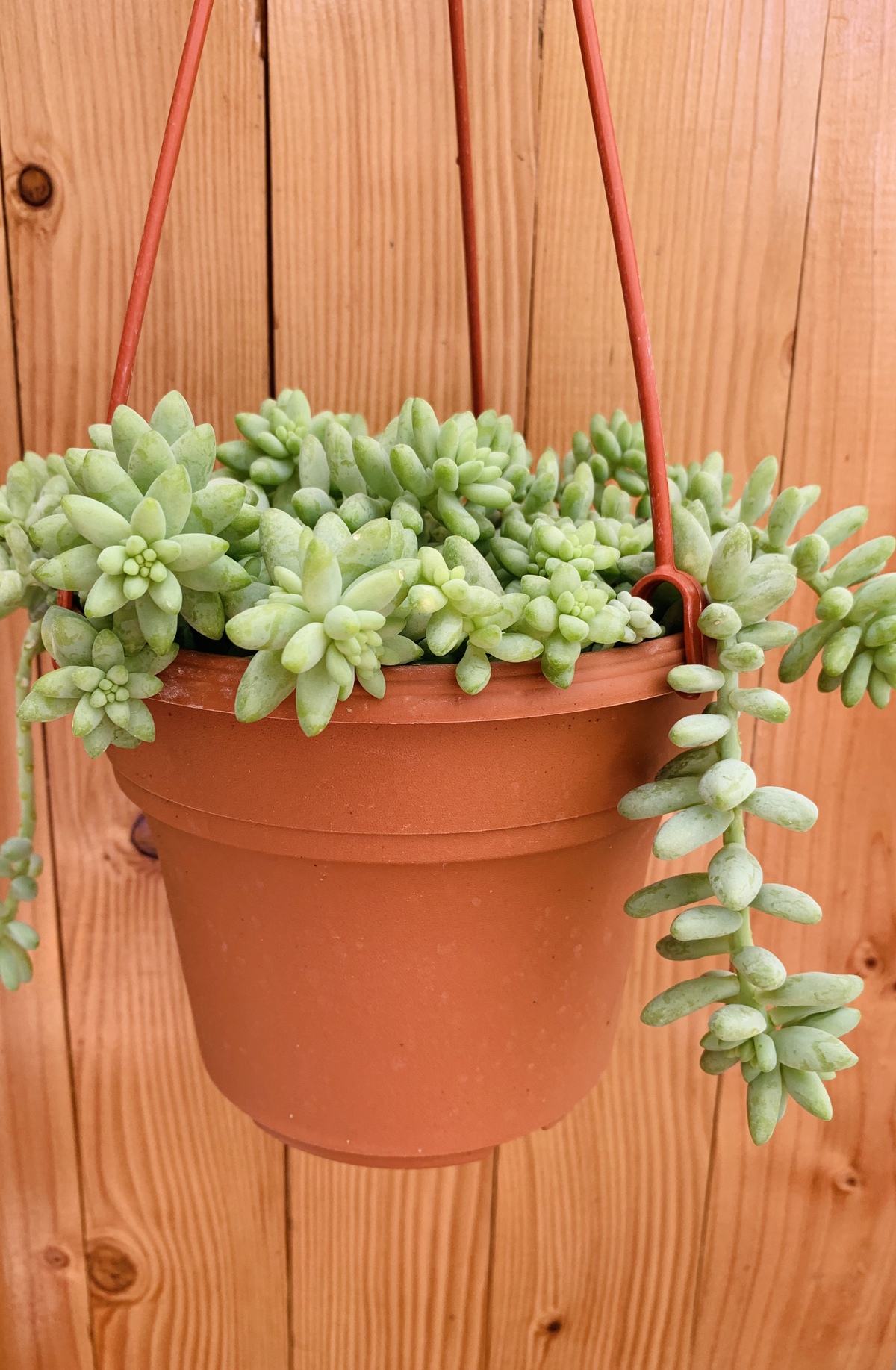 Burros Tail hanging plant
