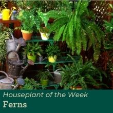 Ferns, the houseplant of the week