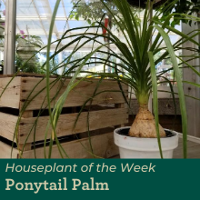 Ponytail Palm houseplant of the week