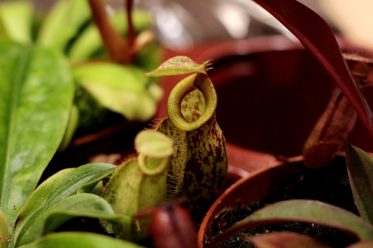Nepenthes 'Monkey Cup' Plant