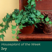Ivy houseplant
