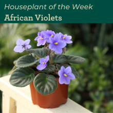 African violet plant on fence