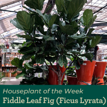 Fiddle leaf fig graphic