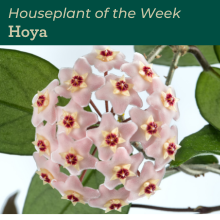 Hoya houseplant