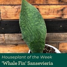 Whale Fin Sansevieria