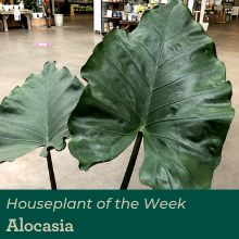 Alocasia leaves