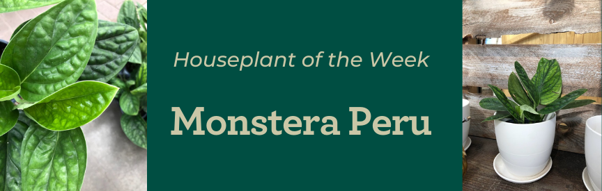 Banner with detail of monstera peru leaves and a monstera peru plant in a white planter