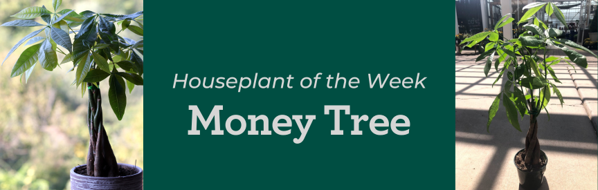 Pictures of money tree, Pachira aquatica, outside and in Warner's Nursery