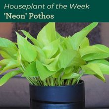 Neon pothos houseplant in blue pot