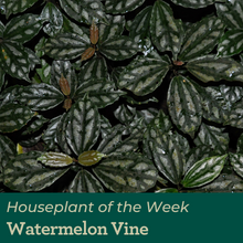 Watermelon Vine themes