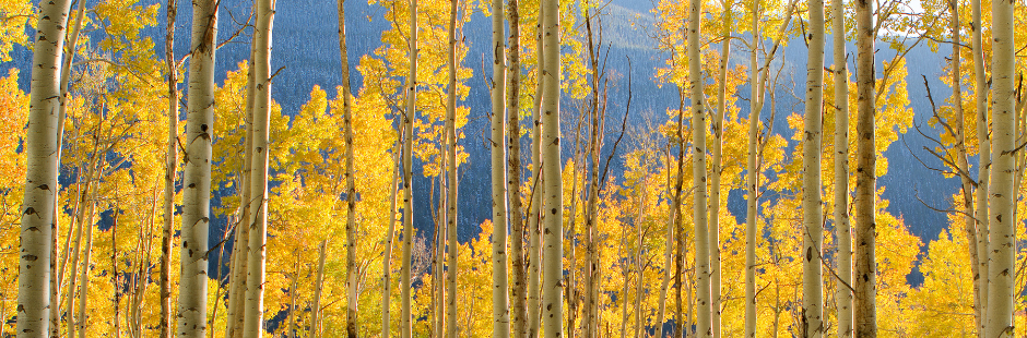 Aspen trees with bright yellow leaves