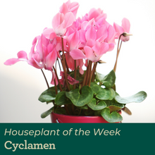 cyclamen plant