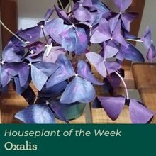 oxalis plant with purple leaves
