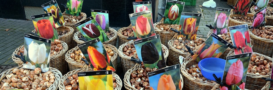 baskets of tulip bulbs for sale