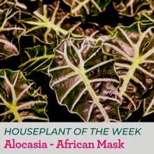 African Mask Alocasia plant