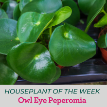 green leaves of owl eye peperomia