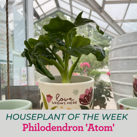 Image of philodendron Atom in a planter that says Love Grows Here