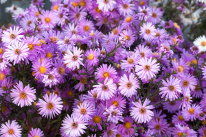 Aster flowers with purple blooms