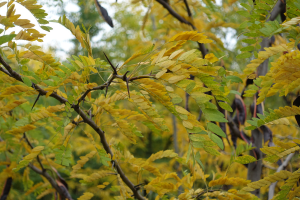 Honey Locust tree foliage in early autumn