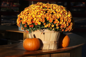 Basket of golden and bronze mum flowers surrounded by small pumpkins