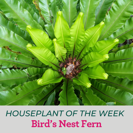 Picture of the birds nest fern.