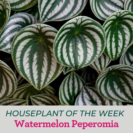 watermelon peperomia plant leaves