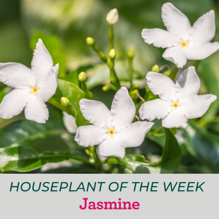 White, star-shaped Jasmine flowers
