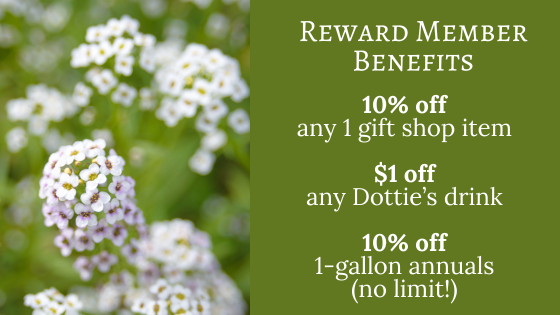 Clusters of white Lobularia illustrating this week's reward member benefits of 10% off any 1 gift shop item, $1 off any Dottie's drink and 10% off 1-gallon annuals like lobularia. 