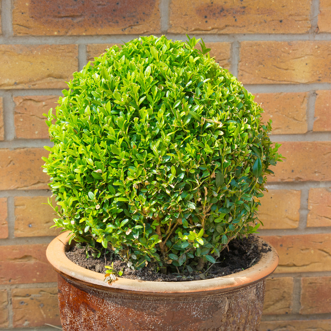 Boxwood In Container Warner Companies Inc