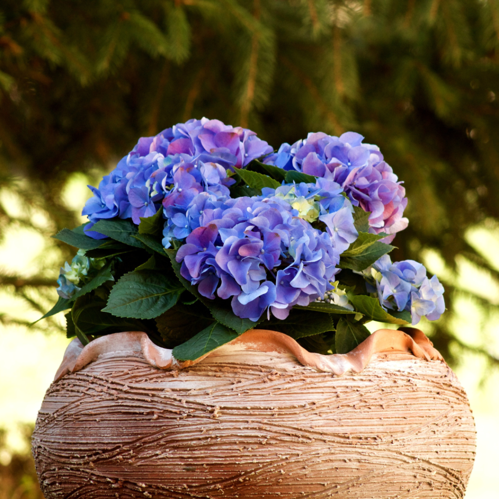 Container Shrubs Warner Companies Inc