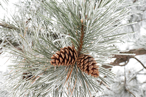 Austrian Pine with frost