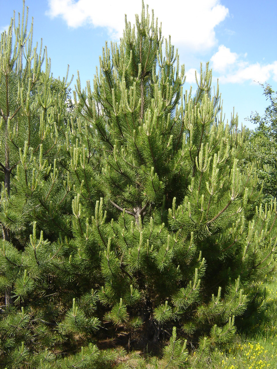 Austrian pine full grown